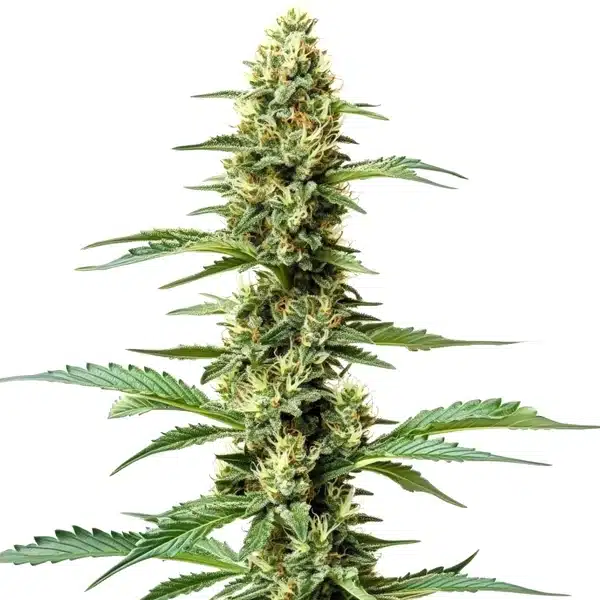 Critical Daddy Purple Blimburn Seeds