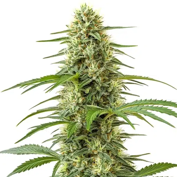 Silver Surfer Haze Blimburn Seeds