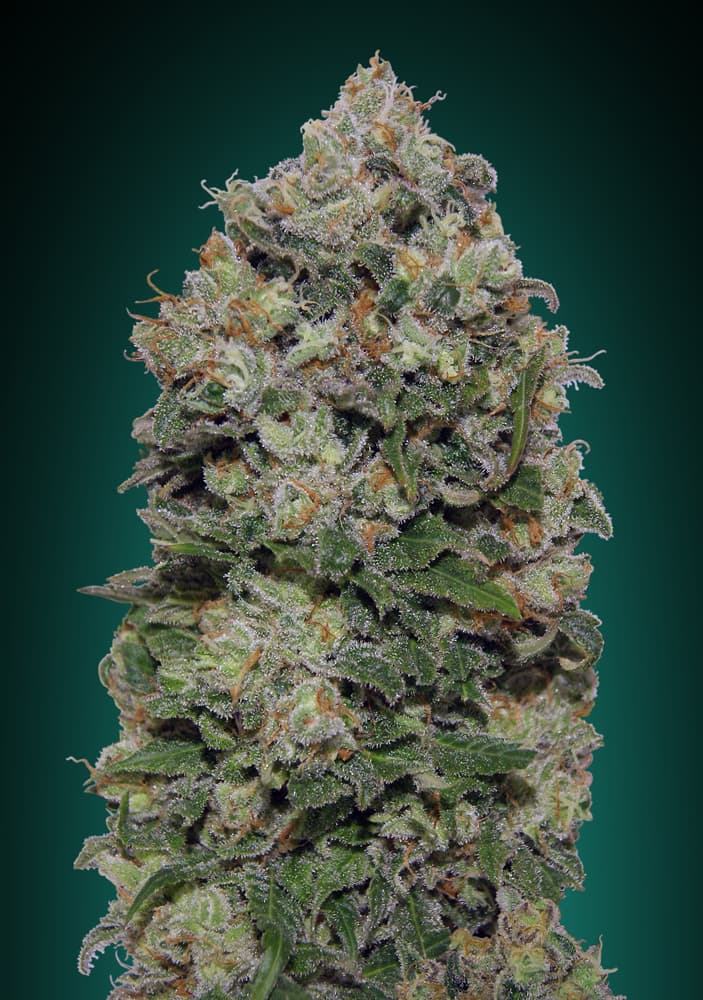 Northern Lights von 00 Seeds