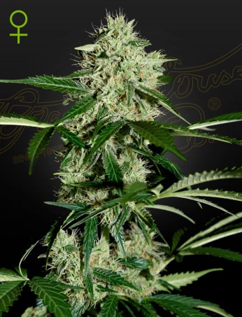 Northern Lights Auto von Green House Seed Co.