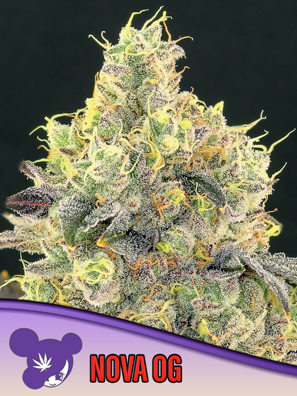 Nova OG von Anesia Seeds