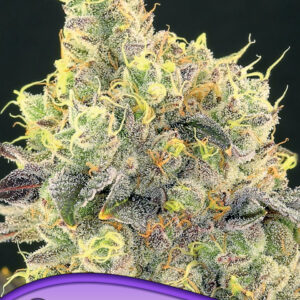 Nova OG von Anesia Seeds
