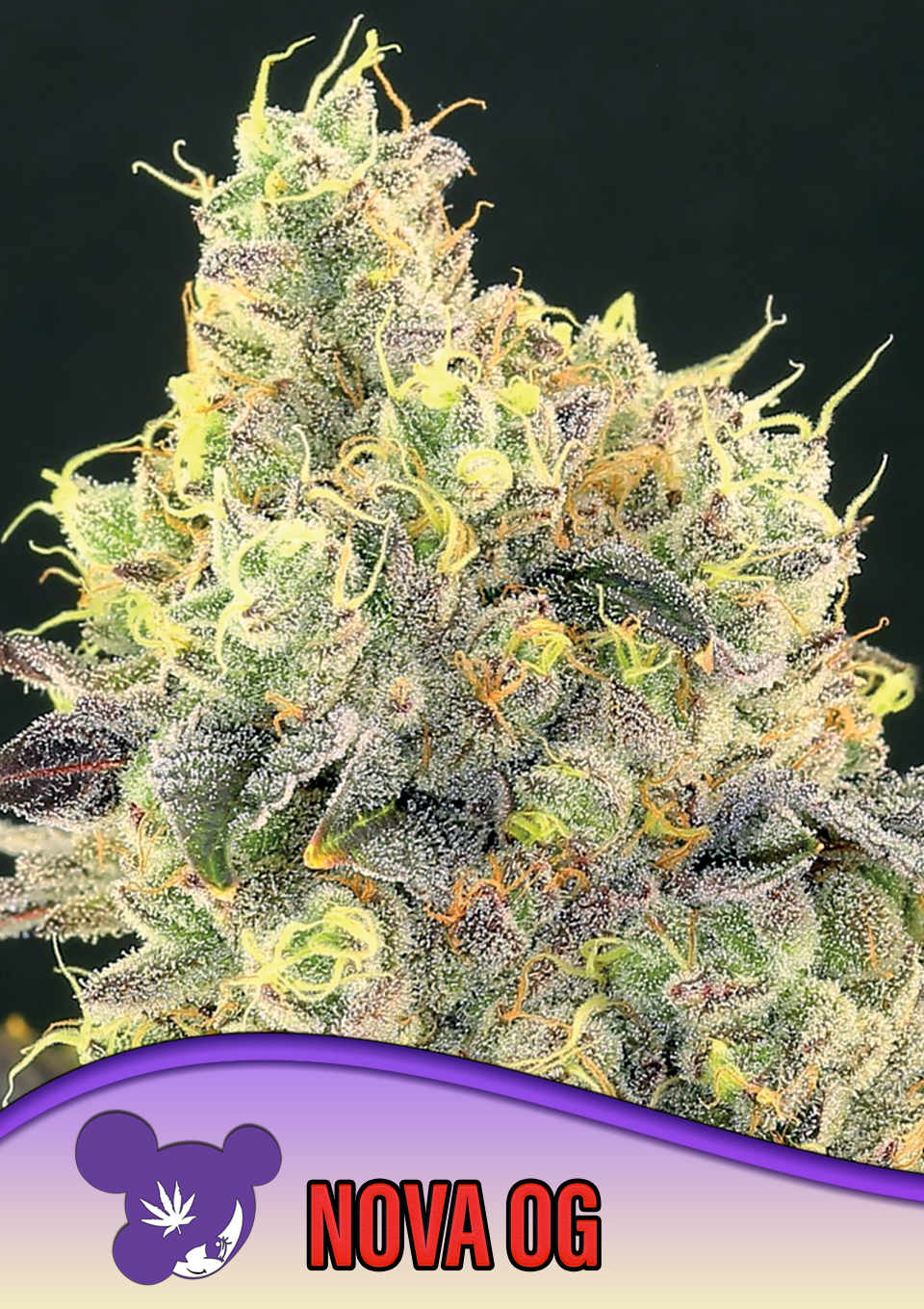Nova OG von Anesia Seeds
