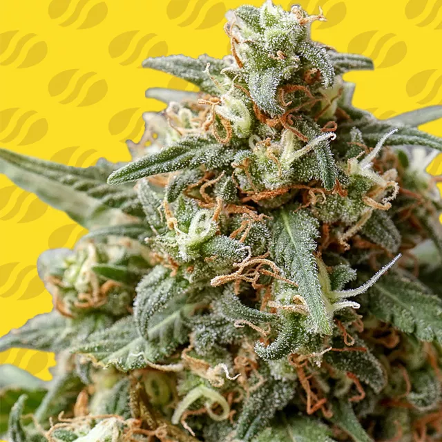 OG Eddy Lepp Auto Original Sensible Seeds
