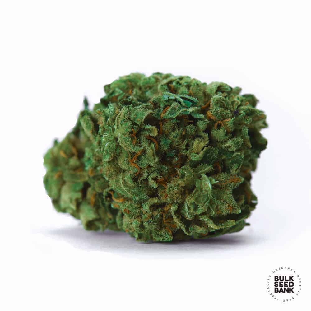 OG Kush Bulk Seed Bank