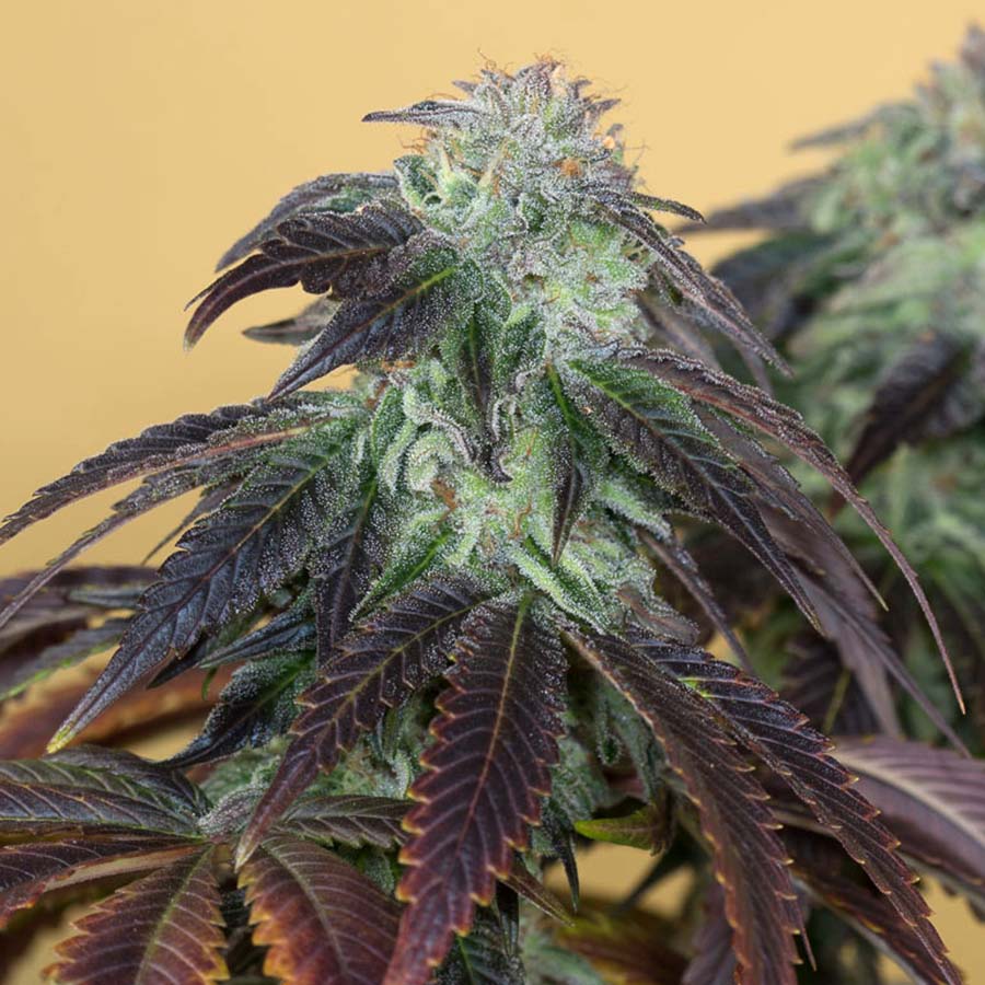 OG Kush von Humboldt Seed Organisation