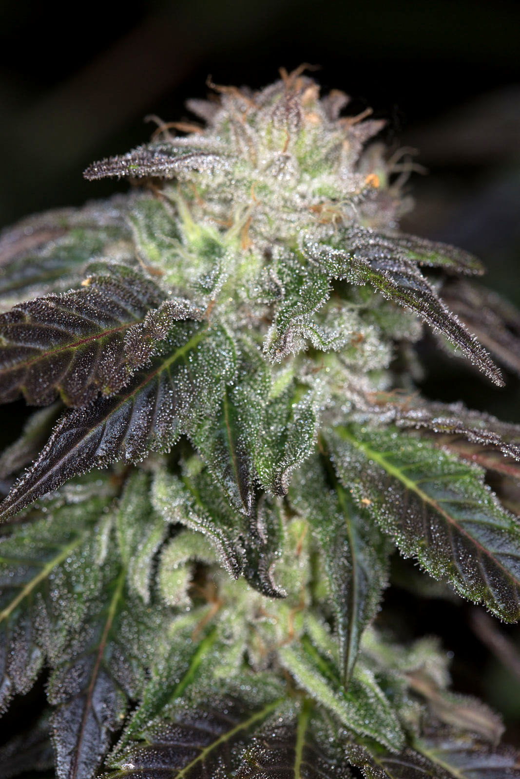 OG Kush von Humboldt Seed Organisation