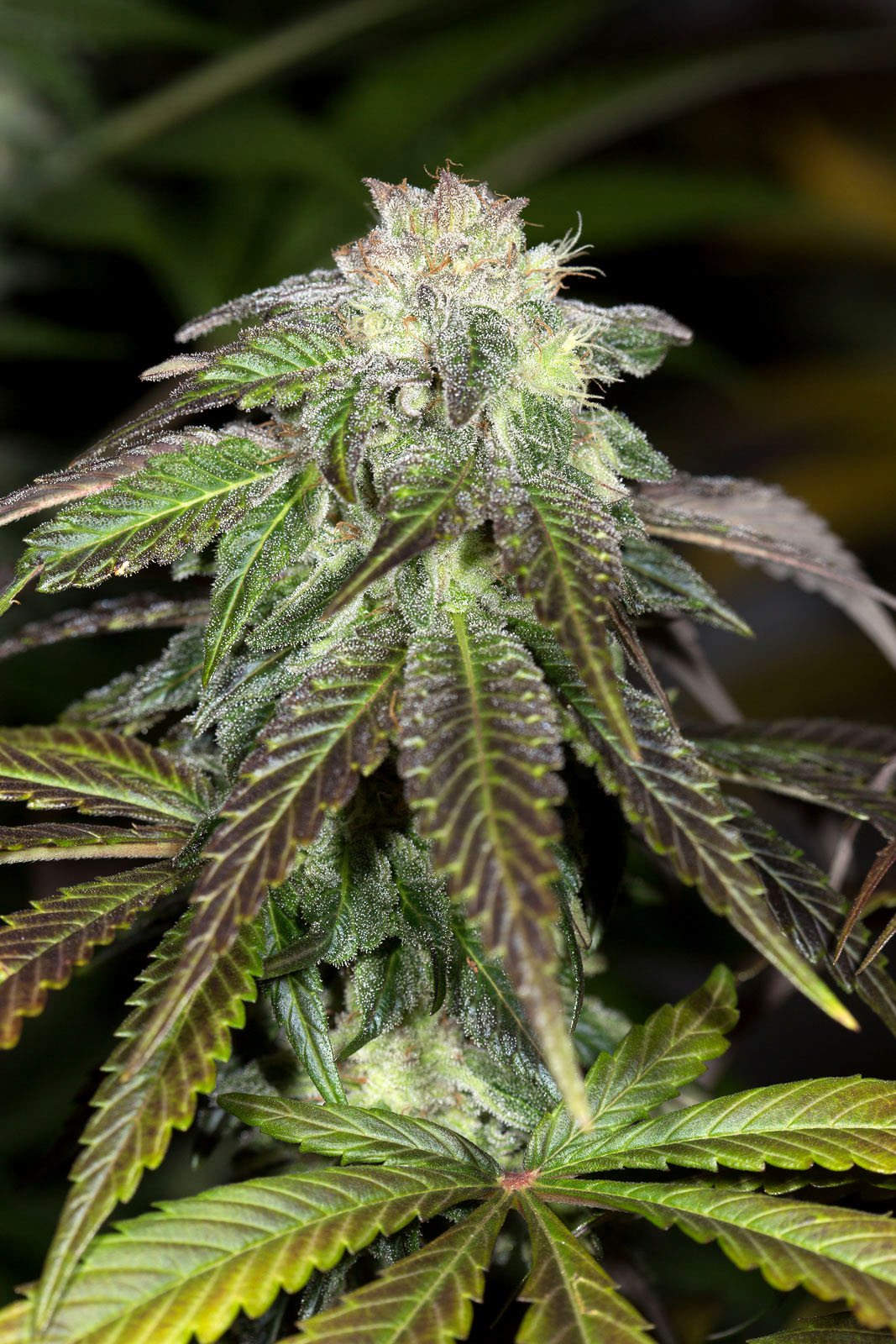 OG Kush von Humboldt Seed Organisation