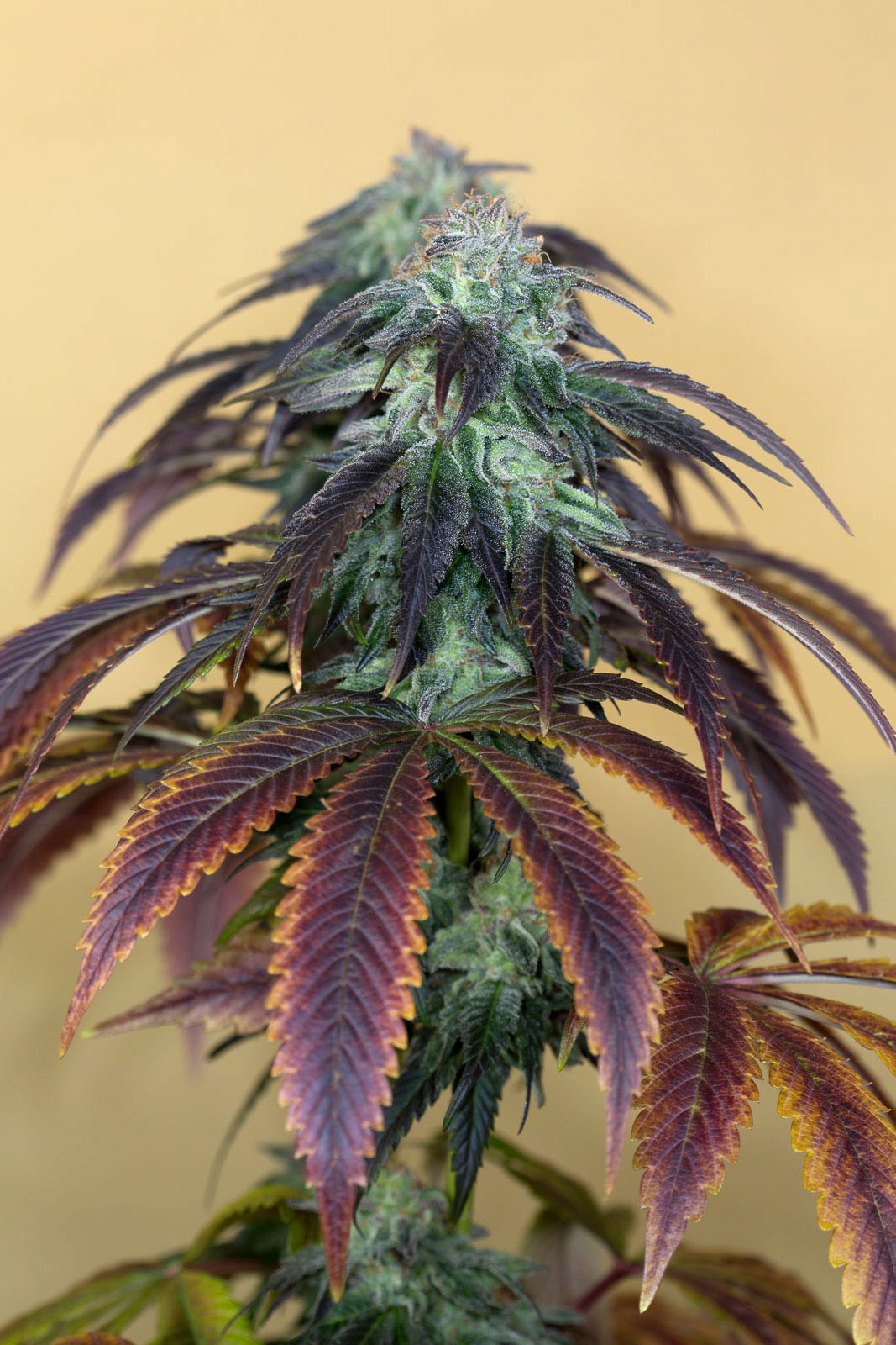 OG Kush von Humboldt Seed Organisation