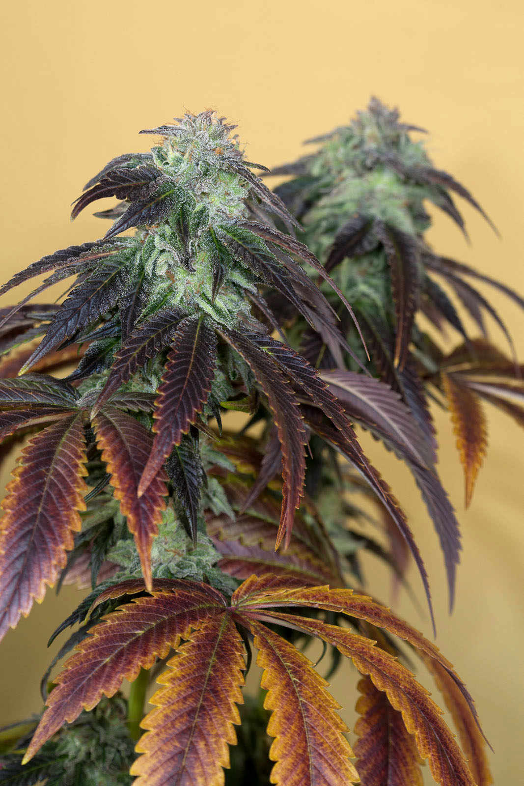 OG Kush von Humboldt Seed Organisation