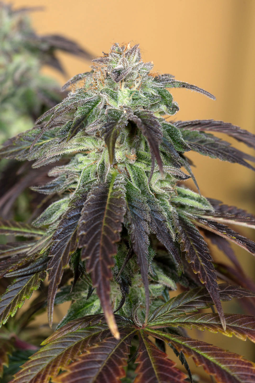 OG Kush von Humboldt Seed Organisation