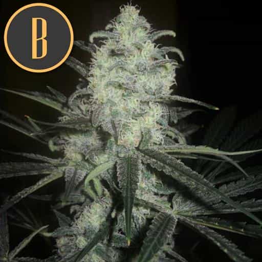 Original Clon Blimburn Seeds