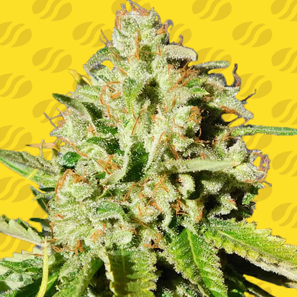 Orange Diesel Auto Original Sensible Seeds