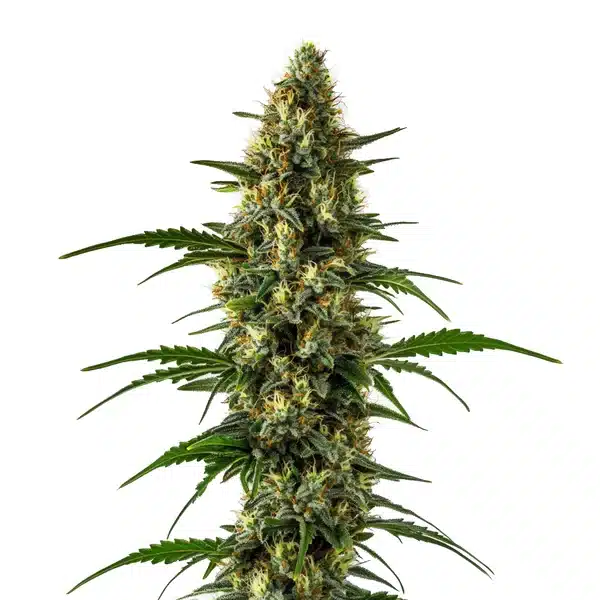Cr + Blimburn Seeds