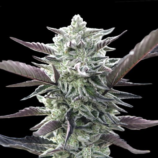 Oreoz von 00 Seeds