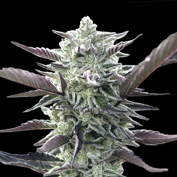 Oreoz von 00 Seeds