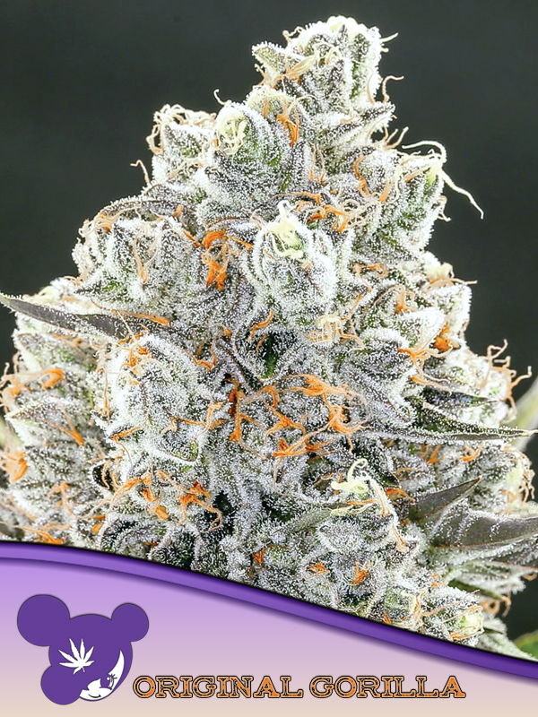Original Gorilla #4 von Anesia Seeds