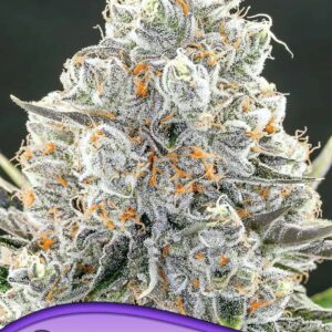 Original Gorilla #4 von Anesia Seeds