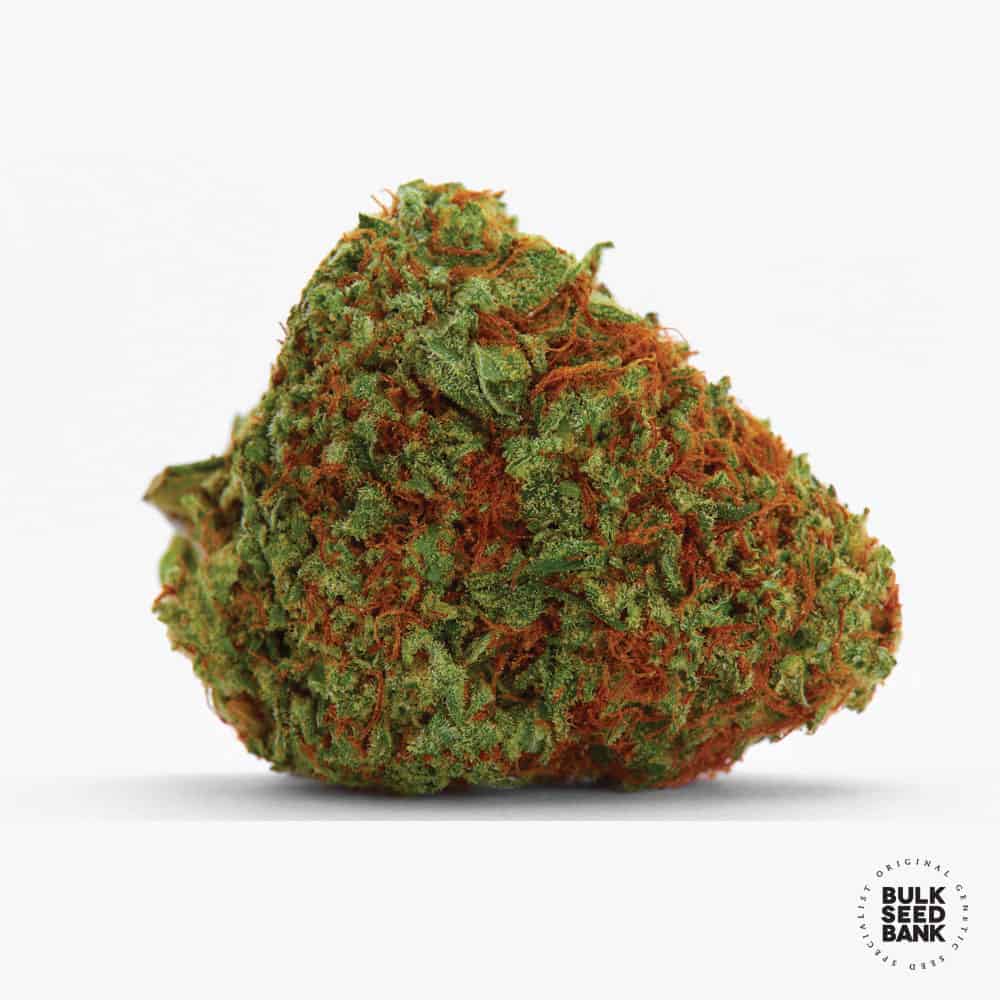 Original Orange Bud Bulk Seed Bank