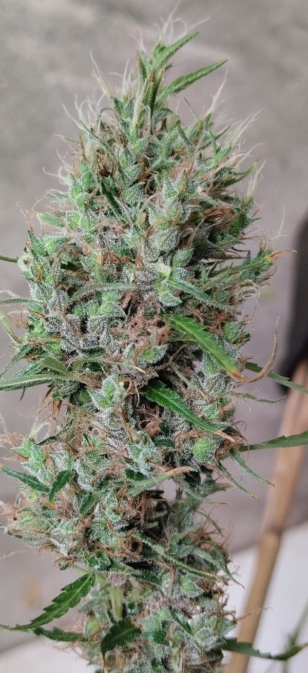 Papua New Guinea von ACE Seeds