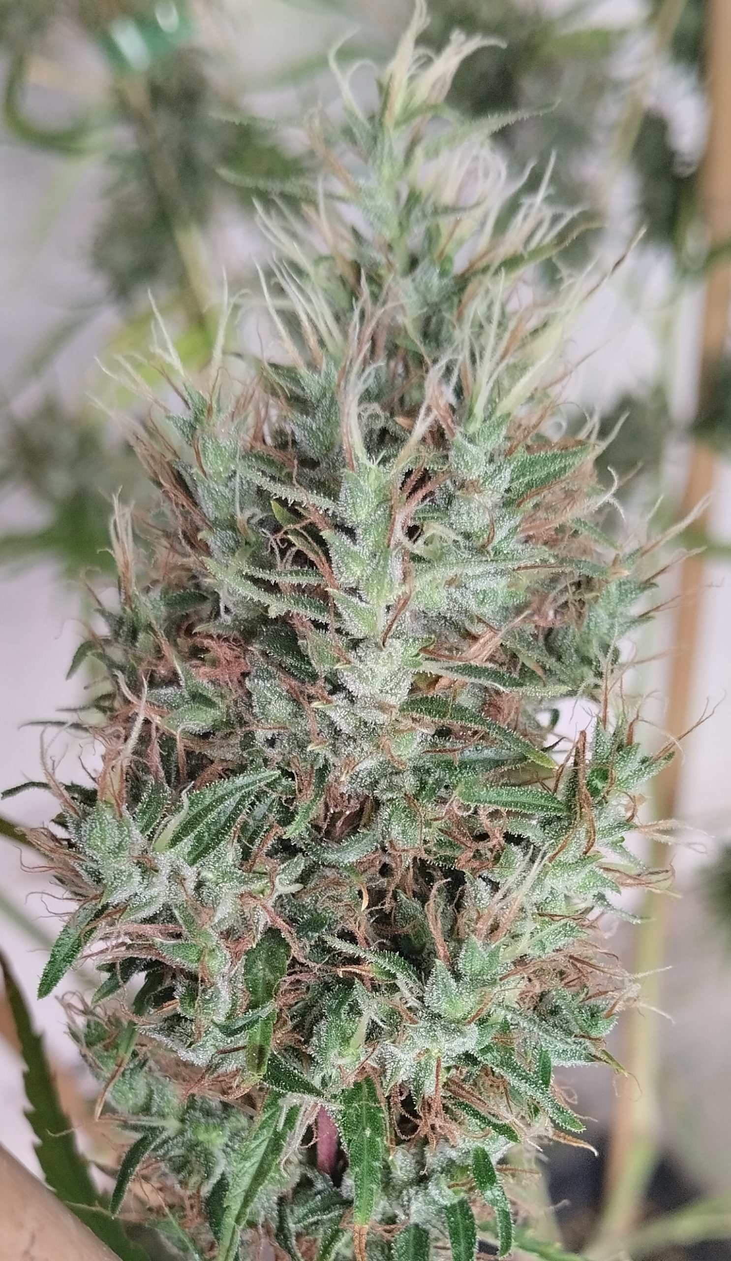 Papua New Guinea von ACE Seeds