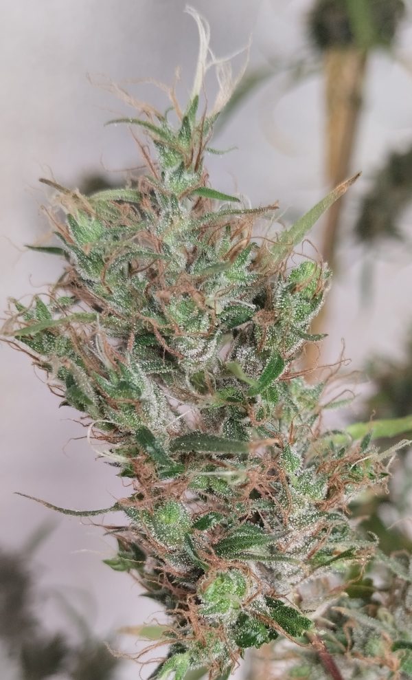 Papua New Guinea von ACE Seeds