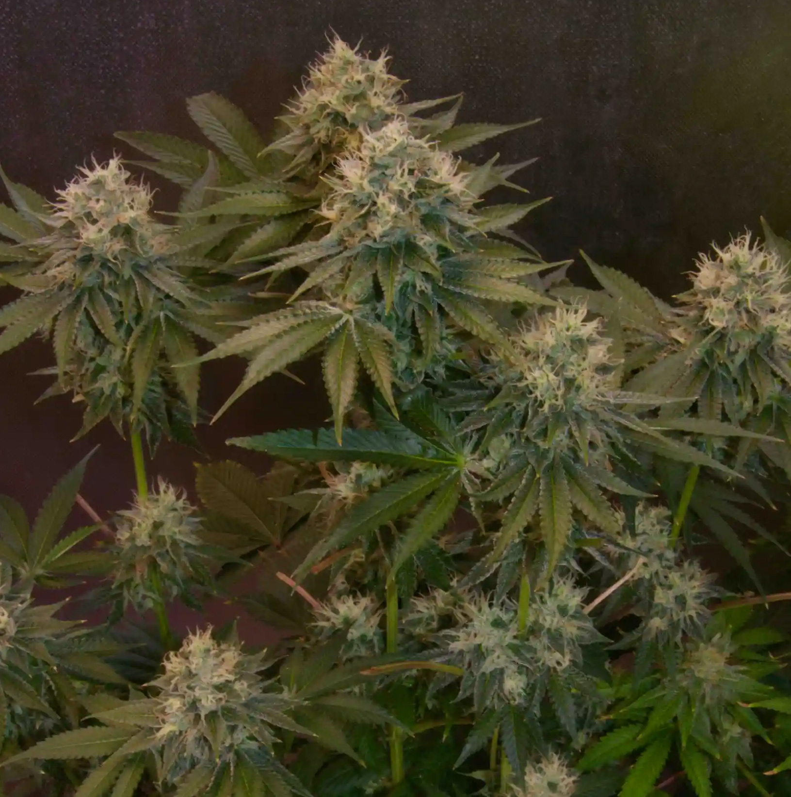 Jelly Donutz Auto von Humboldt Seed Company