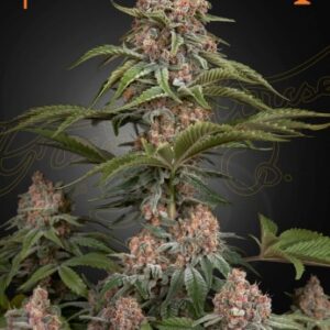 Pure Kush von Green House Seed Co.