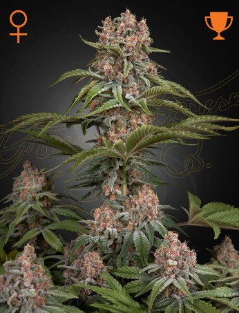 Pure Kush von Green House Seed Co.