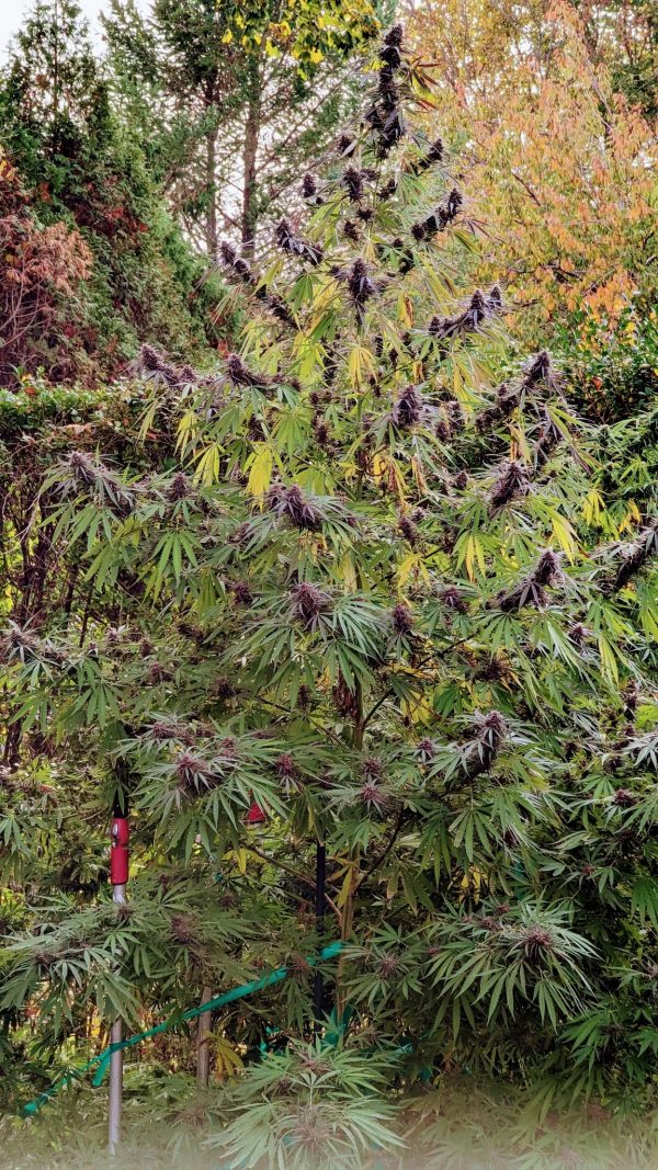 Panama Haze von ACE Seeds