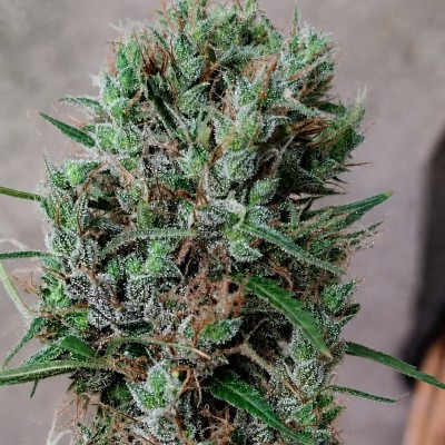 Papua New Guinea von ACE Seeds