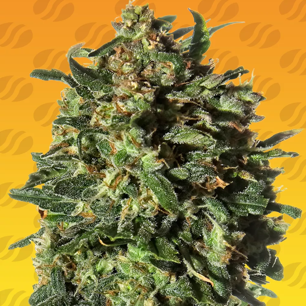 Peanut Butter Fast Original Sensible Seeds