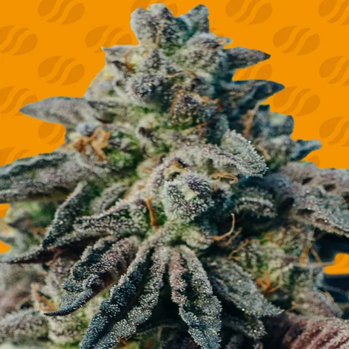Peanut Butter OGKB Original Sensible Seeds