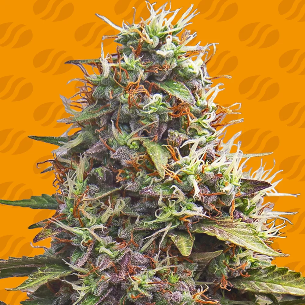 Pellezino Cookies Original Sensible Seeds