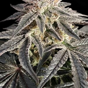 Permanent Marker von Advanced Seeds