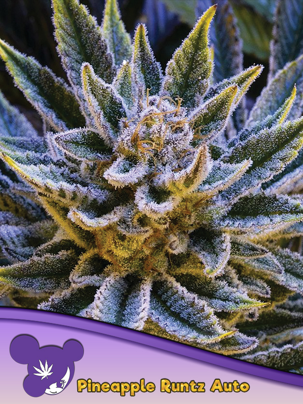 Pineapple Runtz Auto von Anesia Seeds