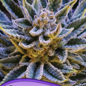 Pineapple Runtz Auto von Anesia Seeds