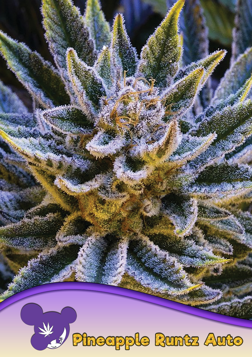 Pineapple Runtz Auto von Anesia Seeds