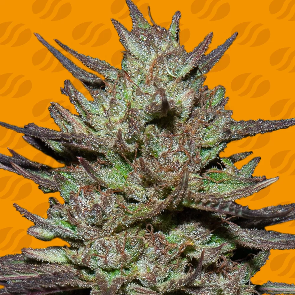 Pink Rozay Original Sensible Seeds