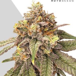 Pink Runtz Auto von Auto Seeds