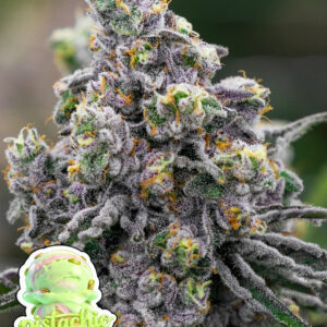 Pistachio Snow Cream von Anesia Seeds