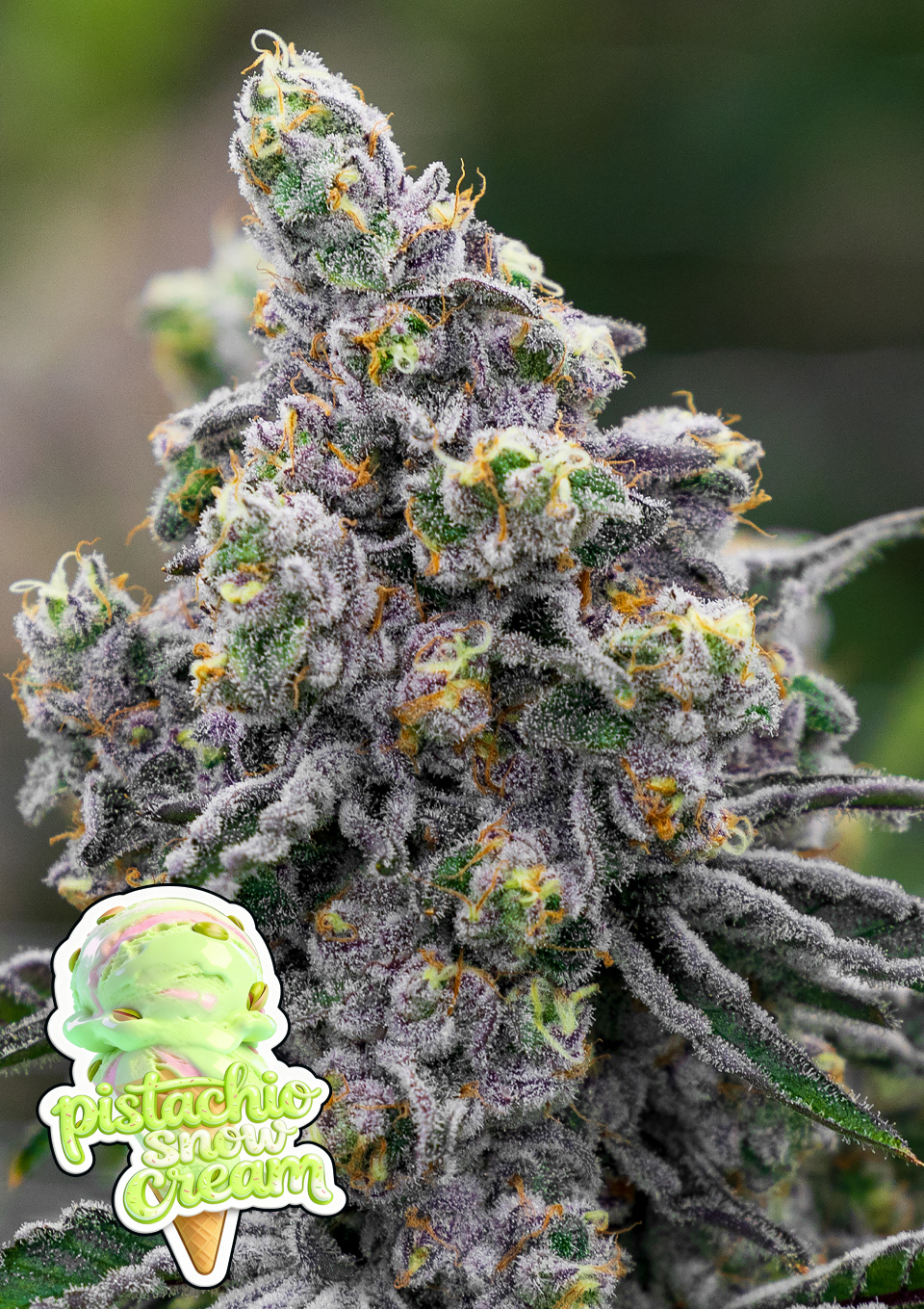 Pistachio Snow Cream von Anesia Seeds