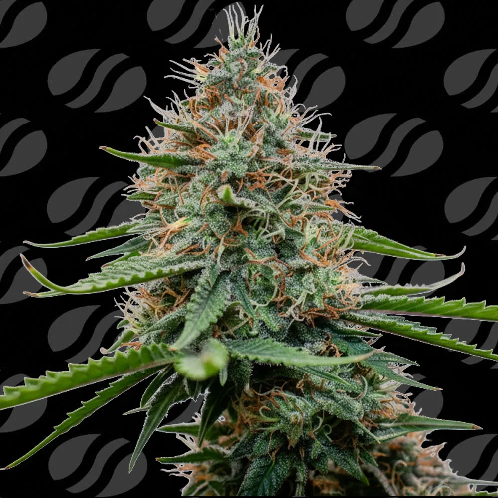 Poison Cookies Original Sensible Seeds