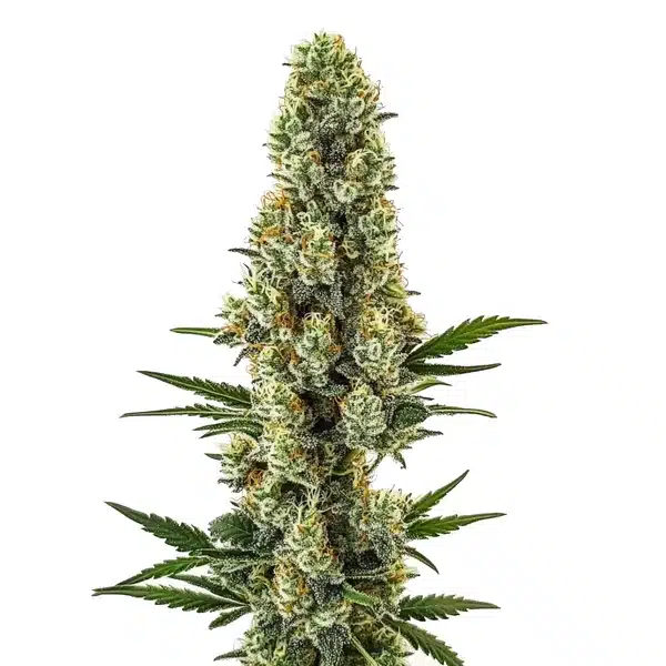 Gelato FBV Blimburn Seeds