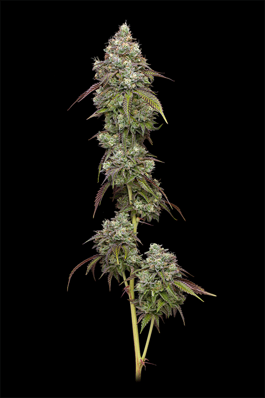 Vanilla Frosting von Humboldt Seed Company