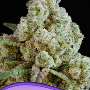 Privileged Baddie von Anesia Seeds