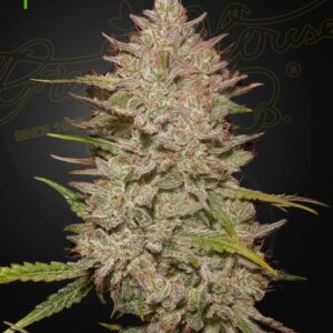 Chemical Candy Auto von Green House Seed Co.