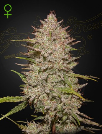 Chemical Candy Auto 1 St. Green House Seed Co.