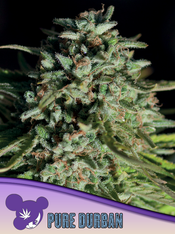 Pure Durban 3er Anesia Seeds