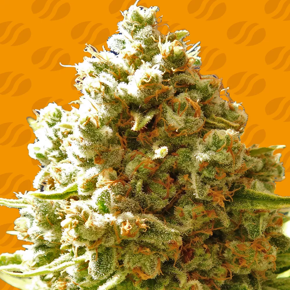 Pure Kush Original Sensible Seeds